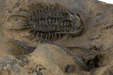 Rare Spiny Odontopleurid (Proceratocephala) Trilobite - Very Large #339966-5